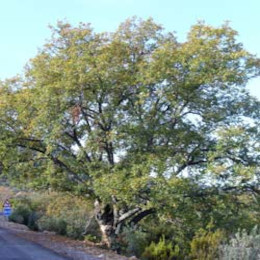 Carvalho Portugus